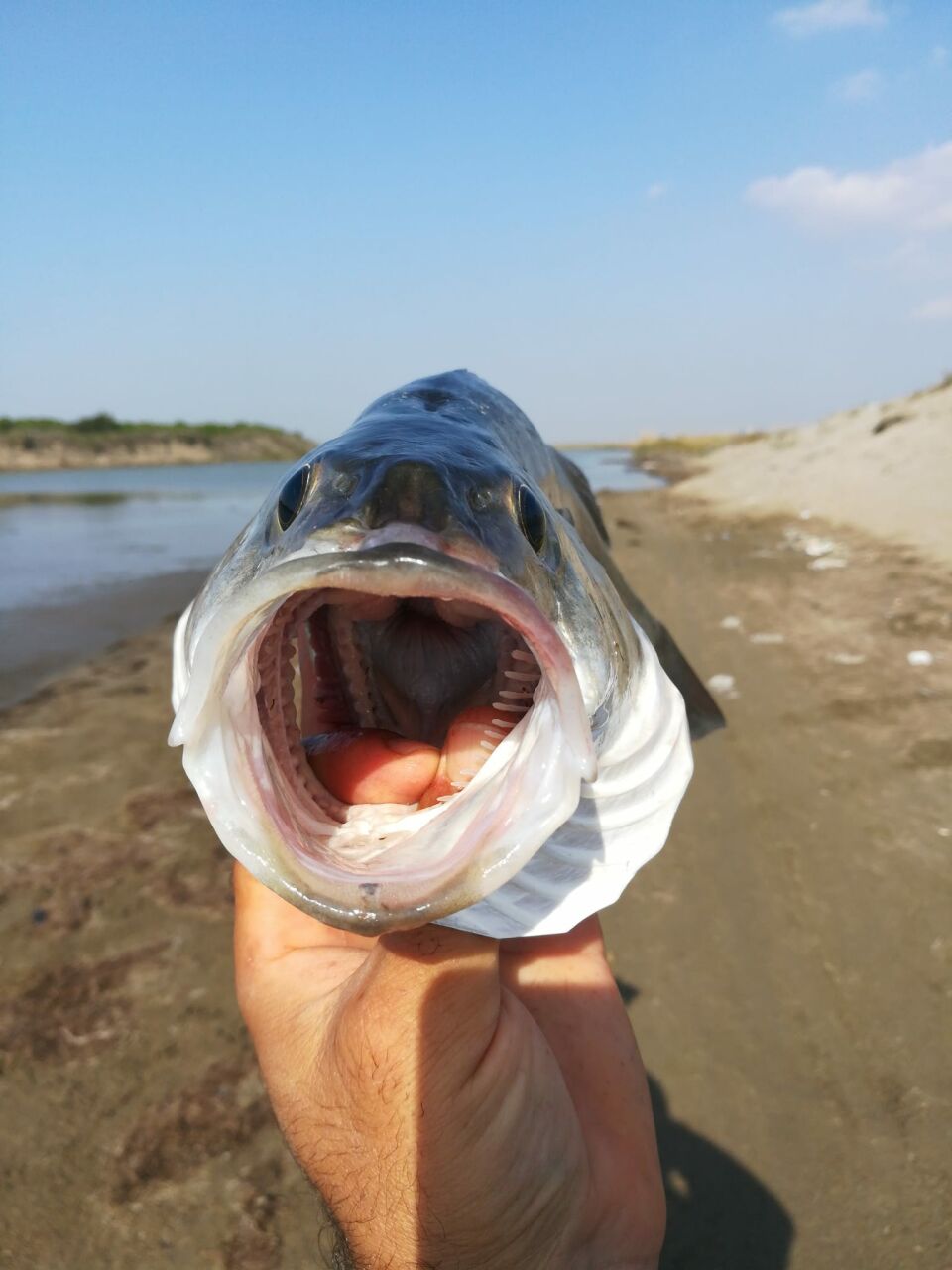 Balık Nasıl Tutulur